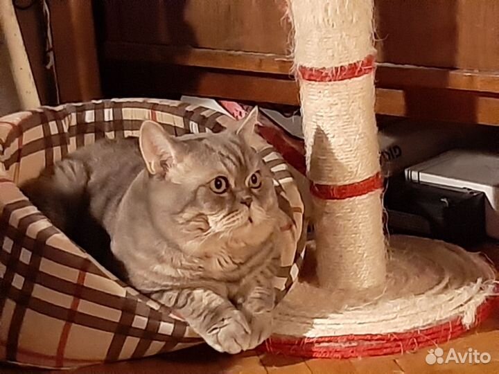 Шотландская вислоухая кошка