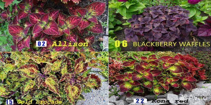 Колеусы вегетативные