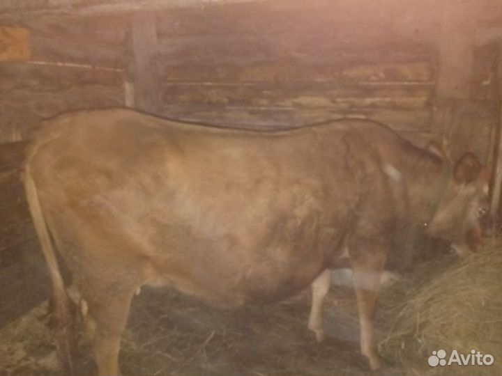 Корова дойная