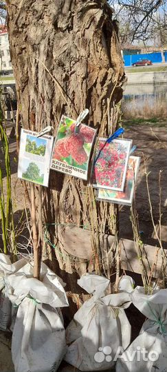 Саженцы туи хвойные итд