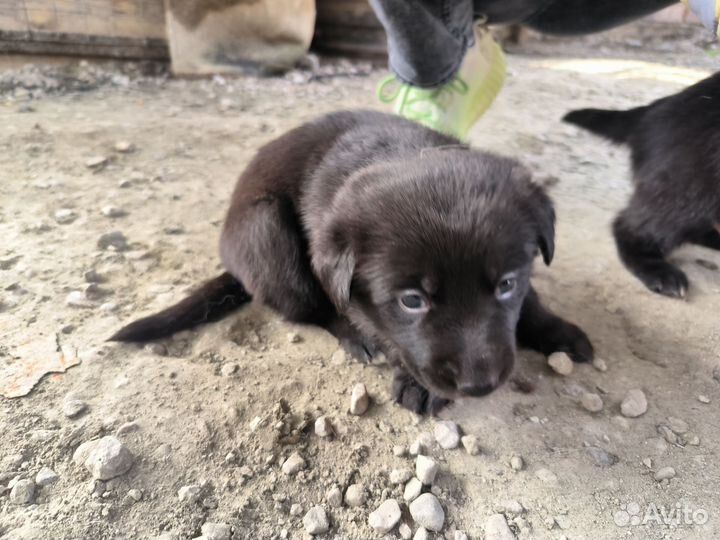 Собака в добрые руки щенок