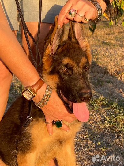 Щенки немецкой овчарки длинношерстной