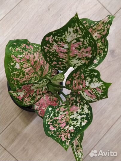 Аглаонема Триколор (Tri- Color Unya)