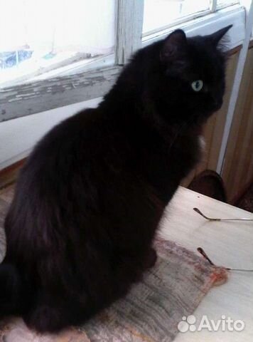 Кошка