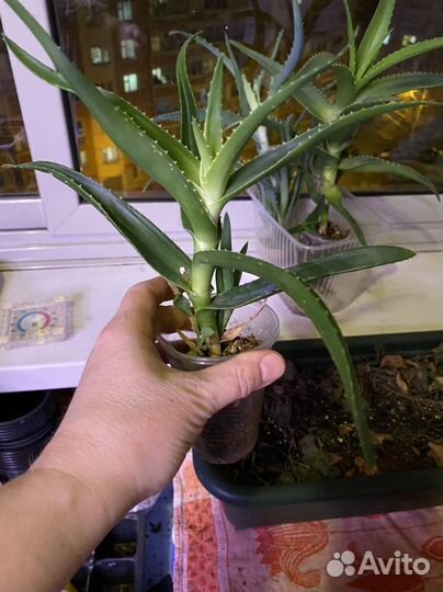 Алоэ древовидное два вида