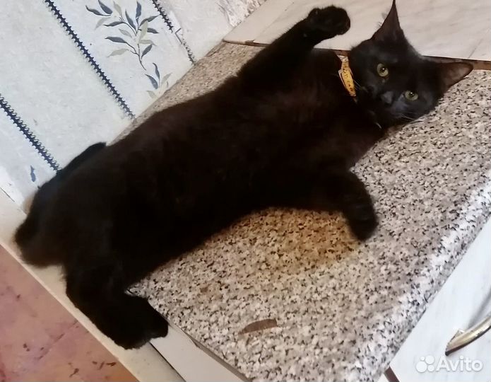 Кот в добрые руки