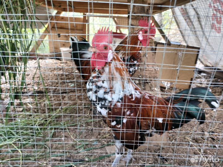 Петух бентамка маран