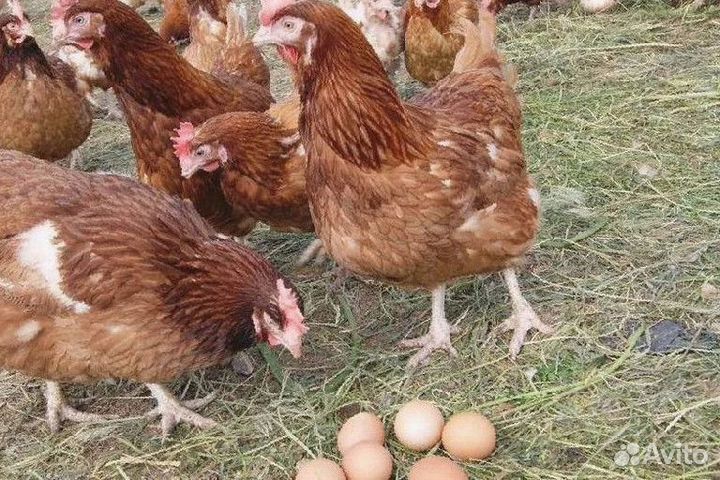 Куры несушки Легорн белая