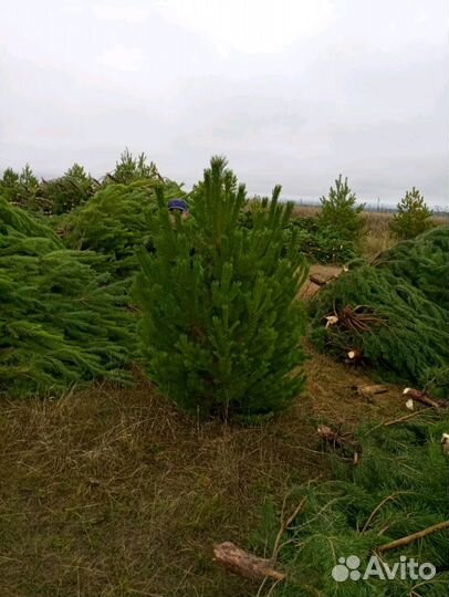 Сосна новогодняя