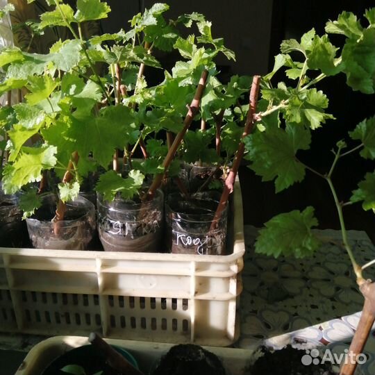 Саженцы винограда