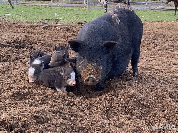 Вьетнамский вислобрюхий поросенок