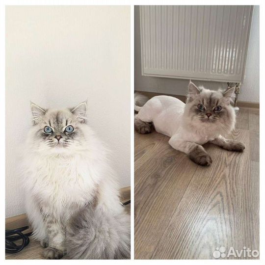 Грумер-ветврач, стрижка кошек с выездом на дом