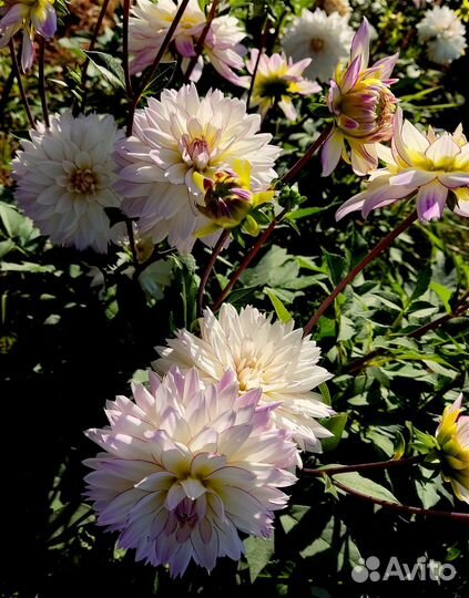 Георгин с окантовкой Крейзи Лав