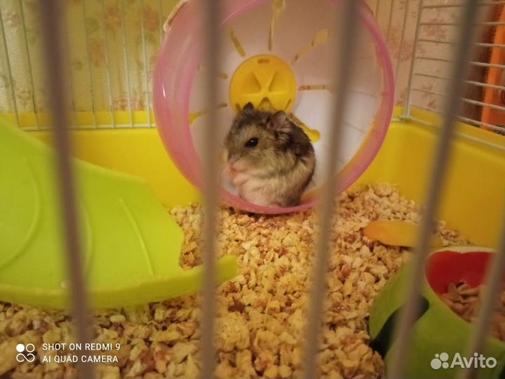 Джунгарский хомяк бесплатно