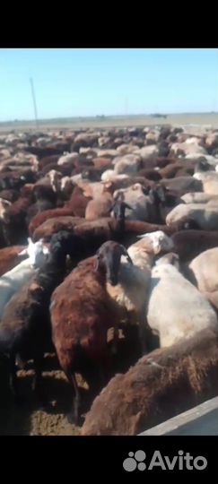 Продается овцепоголовье
