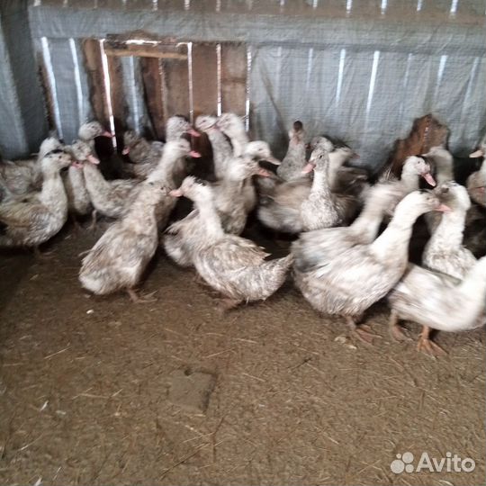 Утки(мулард)