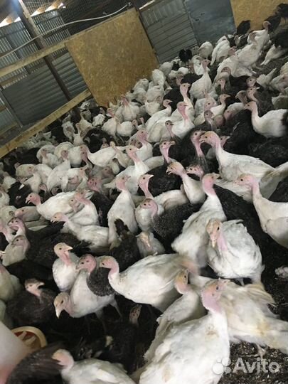 Подрощенные Индюки