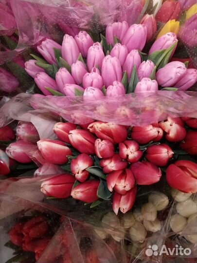 Букет из тюльпанов 25шт