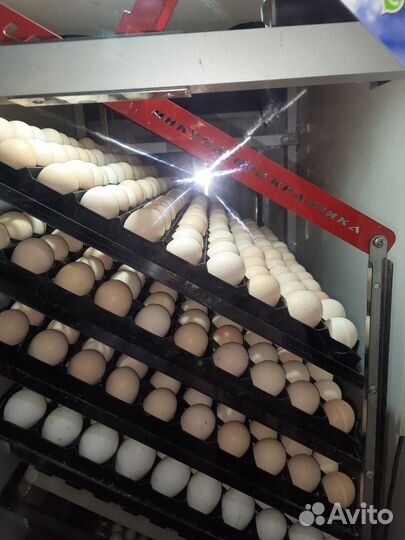 Инкубационное яйцо