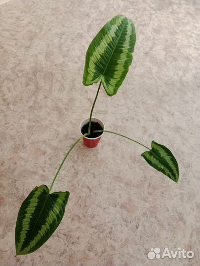 Шизматоглоттис Валличии