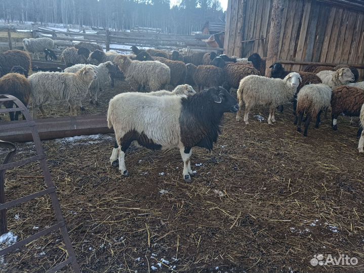 Баран дорпер