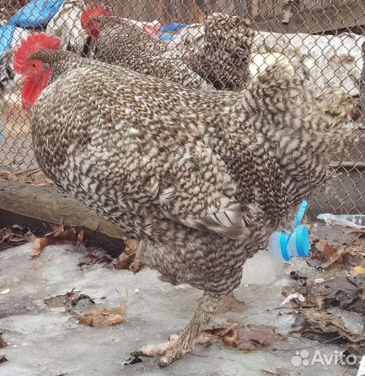 Цыплята мехеленская кукушка