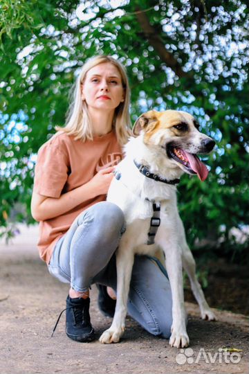 Собака из приюта ищет дом