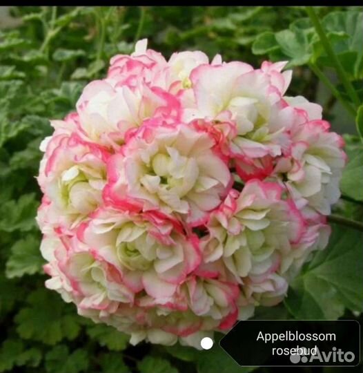 Пеларгония