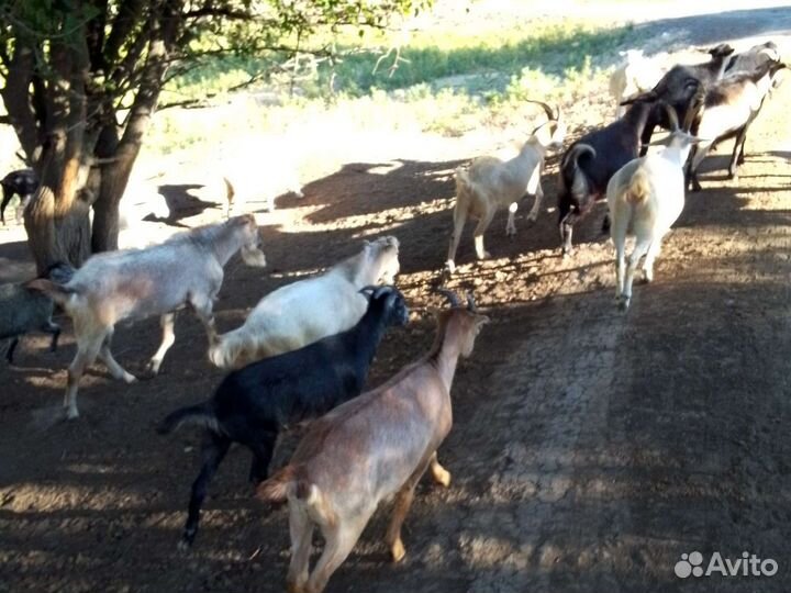 Козлики на племя