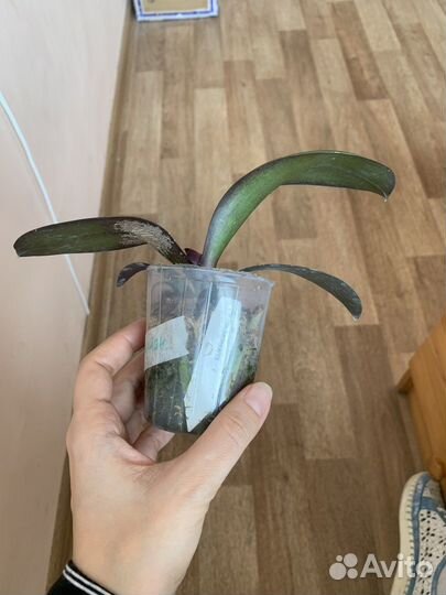 Фаленопсис sun beauty