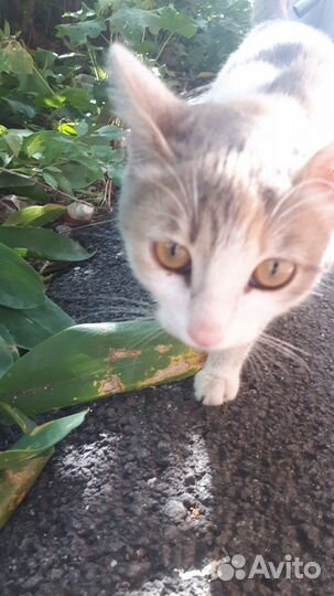 Кошка счастья в дом