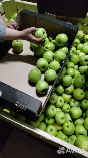 Яблоки оптом