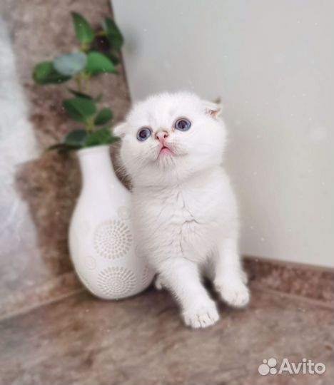 Шотландский вислоухий котёнок Золотая шиншилла