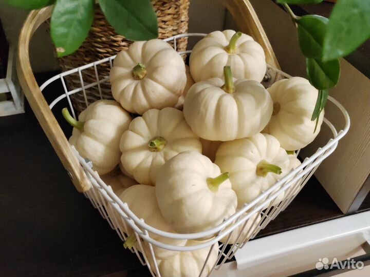 Тыква декоративная