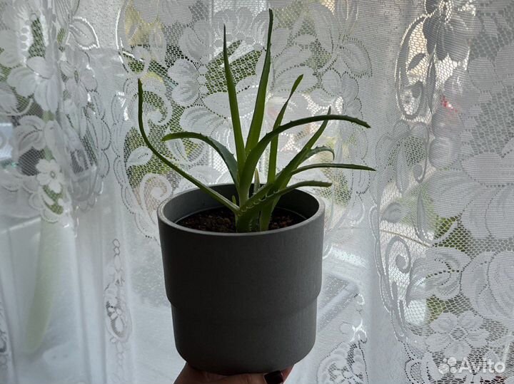 Синадениум, алоэ, монстера и др