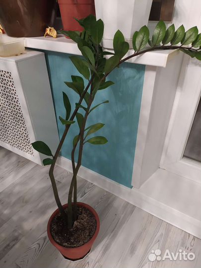 Замиокулькас