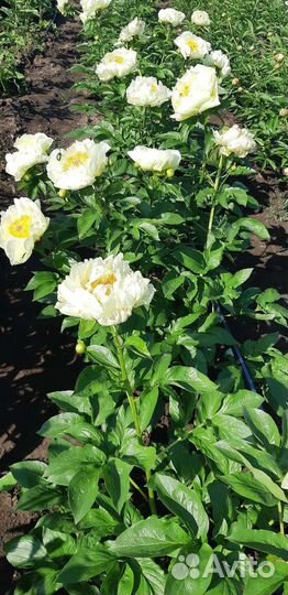 Семена сортовых пионов