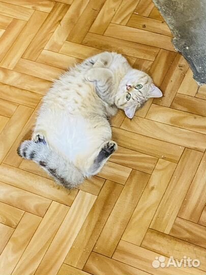 Британская золотая шиншилла,девочка