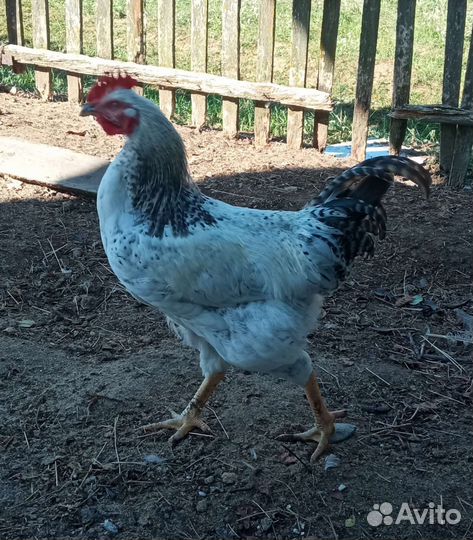 Молодые петухи