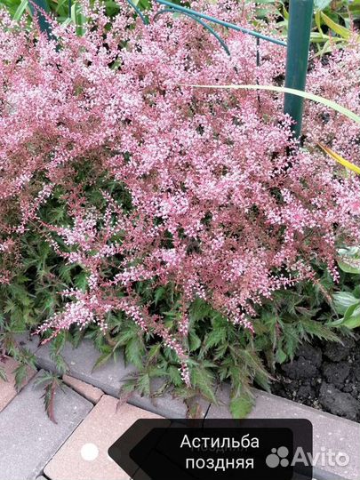 Астильба