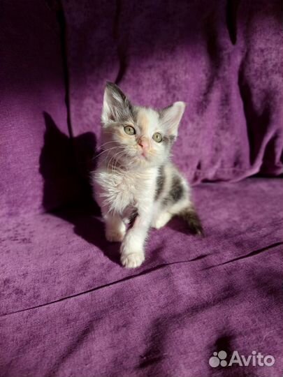 Соня ищет дом