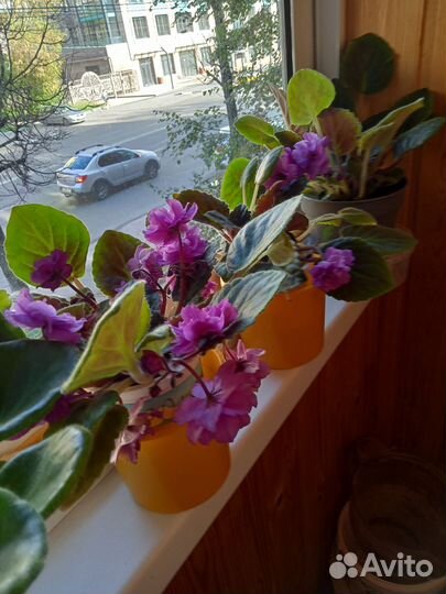 Фиалки махровые