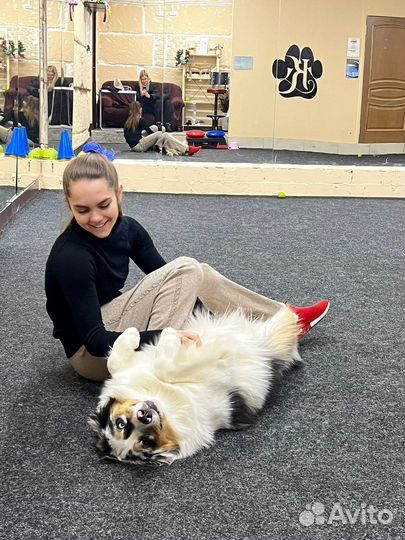 Услуги кинолога и хендлера