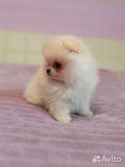 Кремовая девочка, РКФ