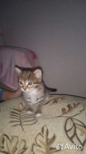 Кошка в дар бесплатно