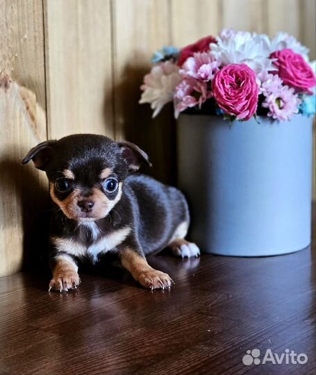 Щенки чихуахуа