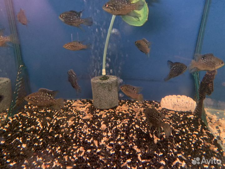 Малавийские цихлиды