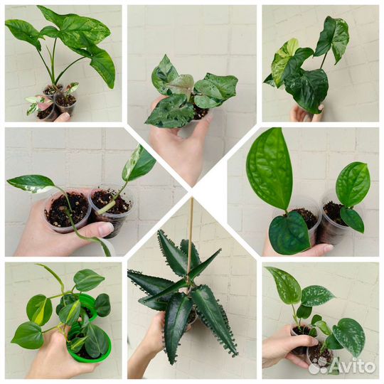 Сингониумы и другие растения