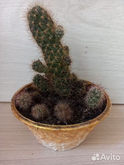 Кактусы из личной коллекции