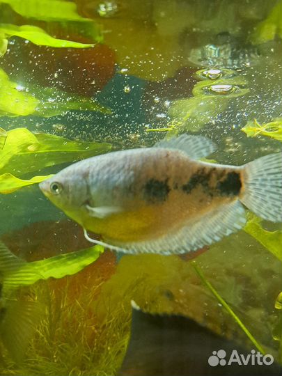 Аквариумные рыбки или обмен